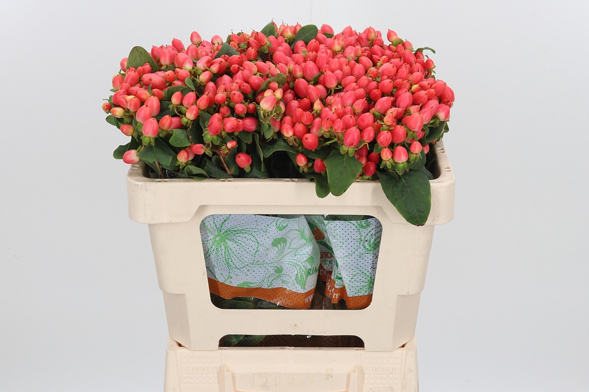Hypericum Magical Royal Princess 50cm