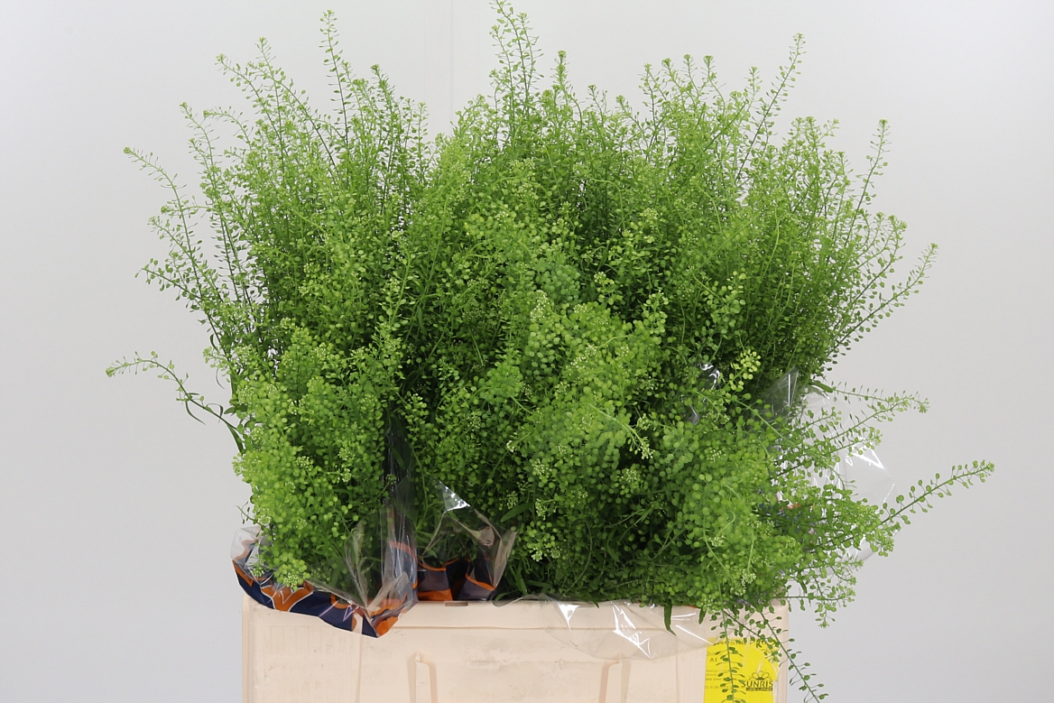 Lepidium Ruderale Green Bell 60cm 10gr.