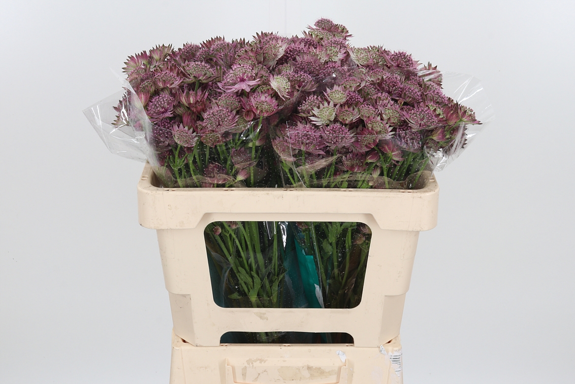 Astrantia Roma 50cm