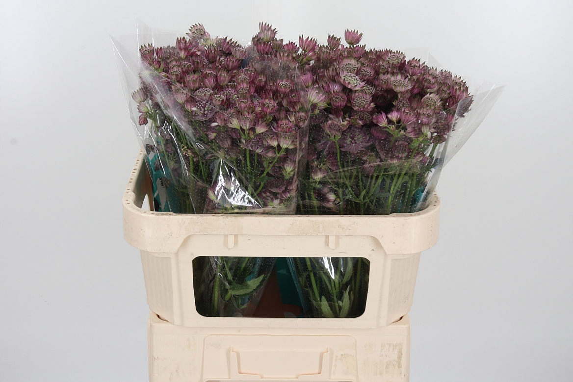 Astrantia Star Of Africa 70cm