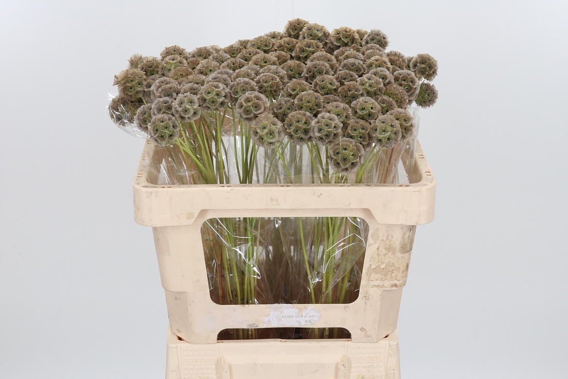 Scabiosa Stellata 50cm