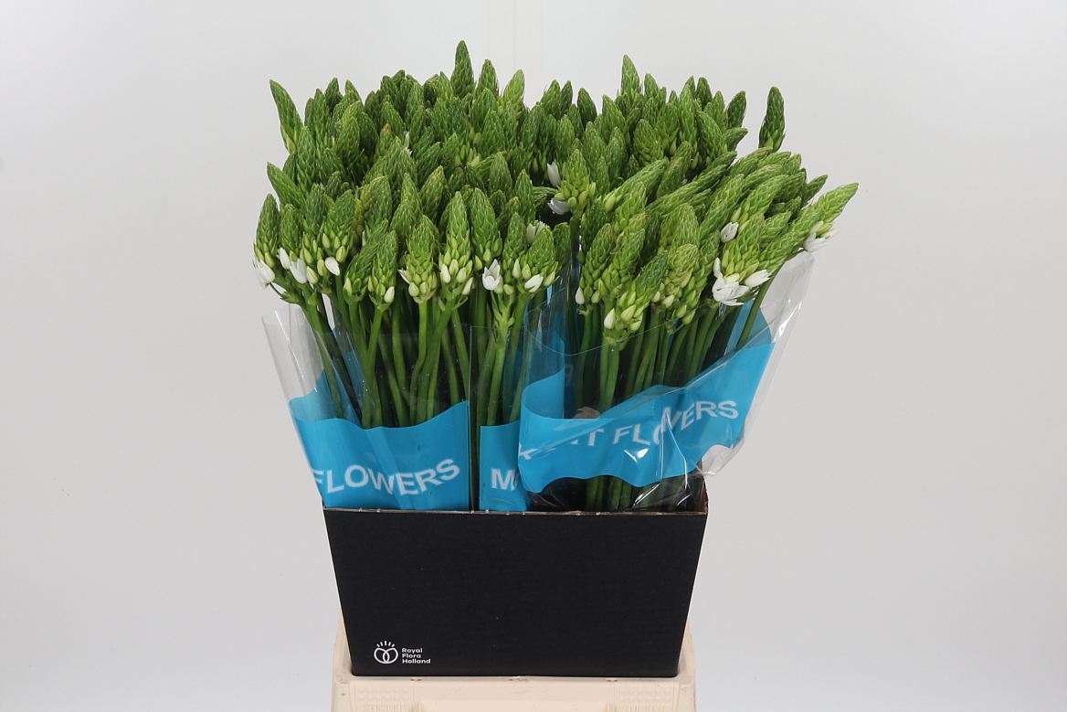 Ornithogalum Thyrsoides Mount Fuji 60cm