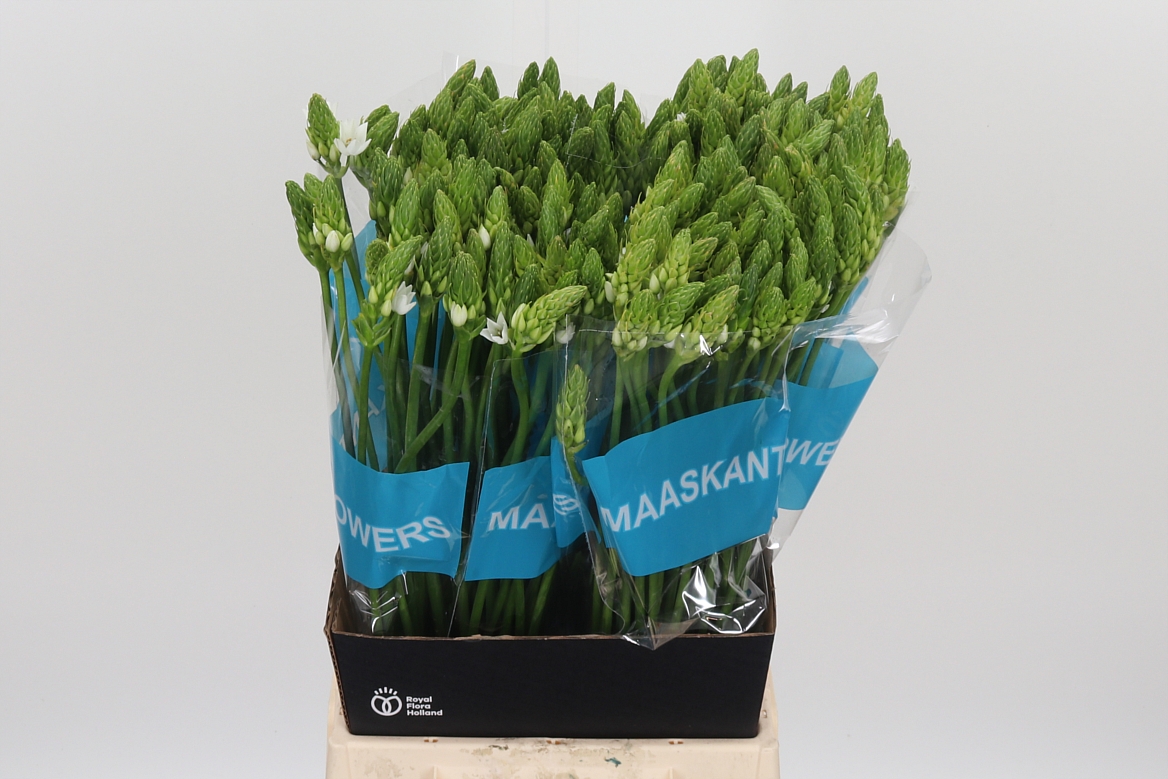 Ornithogalum Thyrsoides Mount Fuji 55cm