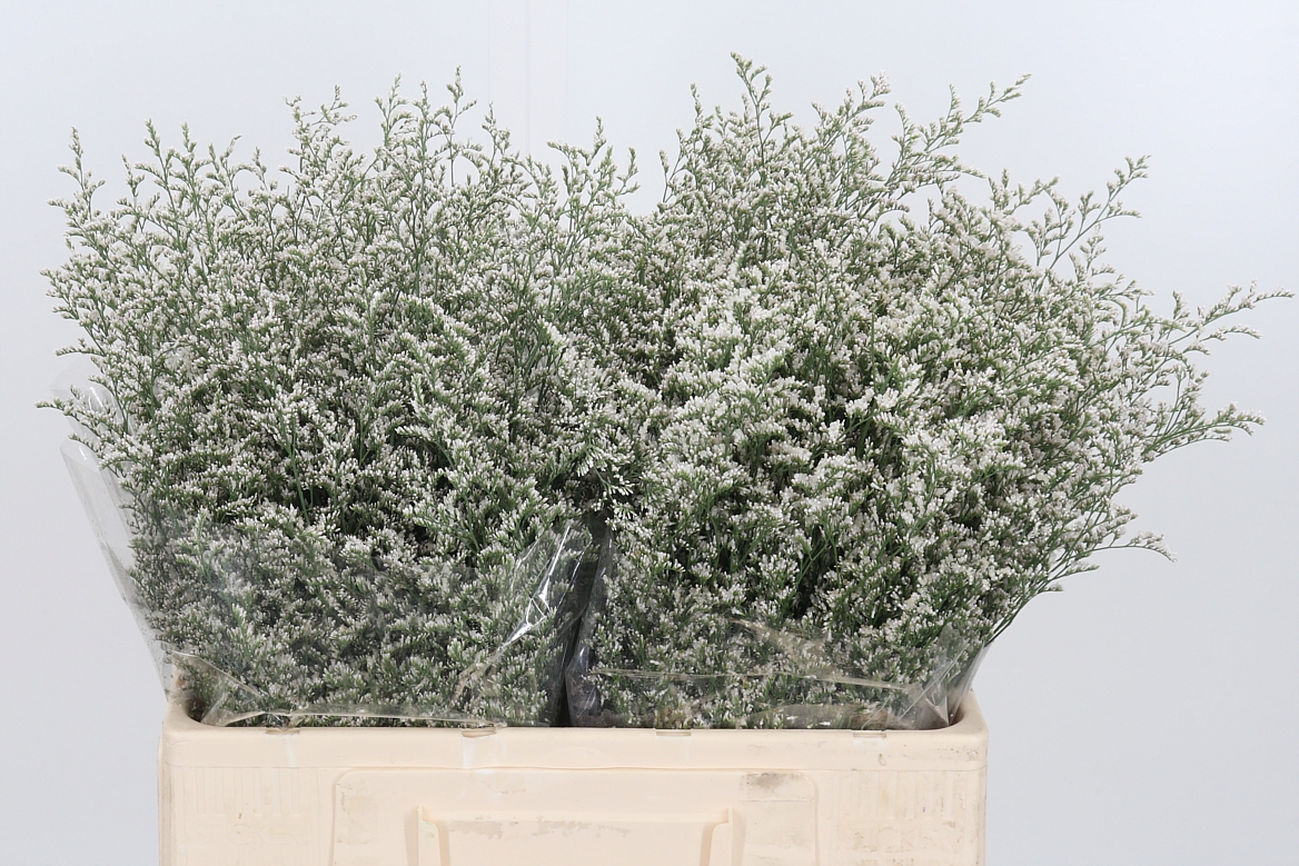 Limonium Misty White 50cm 75gr.