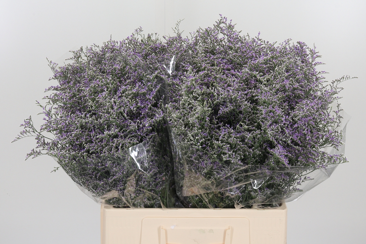Limonium Piuma Dark Blue 60cm 75gr.