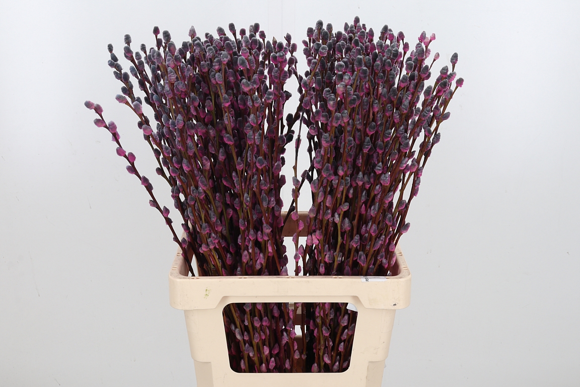 Salix Snow Flake Painted Roulette 70cm