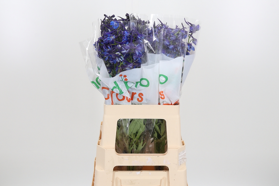 Delphinium Single Donna 70cm