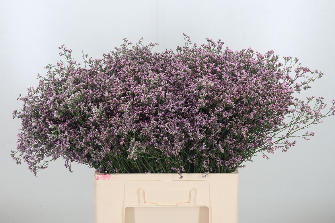 Limonium Safora Lilac 50cm 15gr.