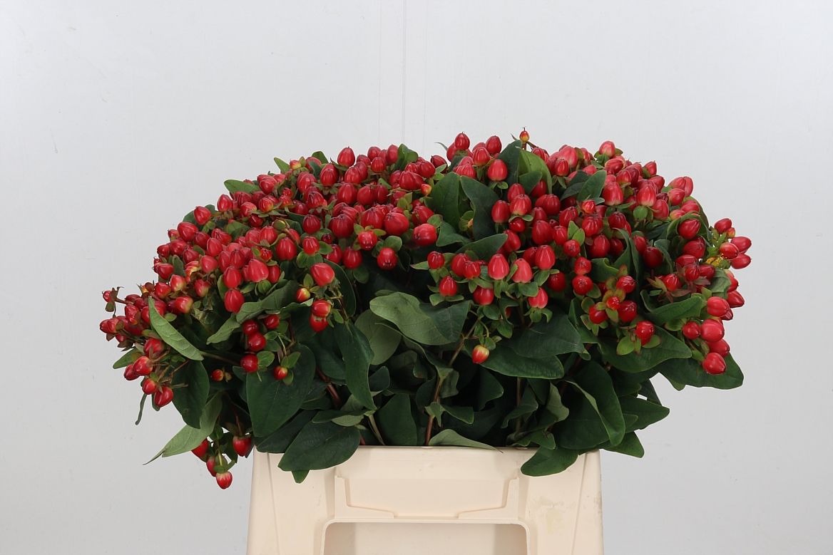 Hypericum Magical Triumph 40cm