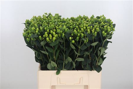 Hyp Mag Green Reviva