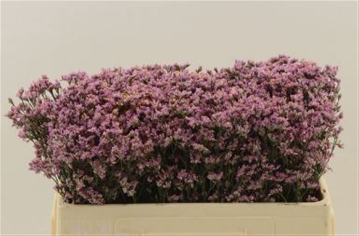 Limonium Safora Oshi Pink 50cm 10gr.