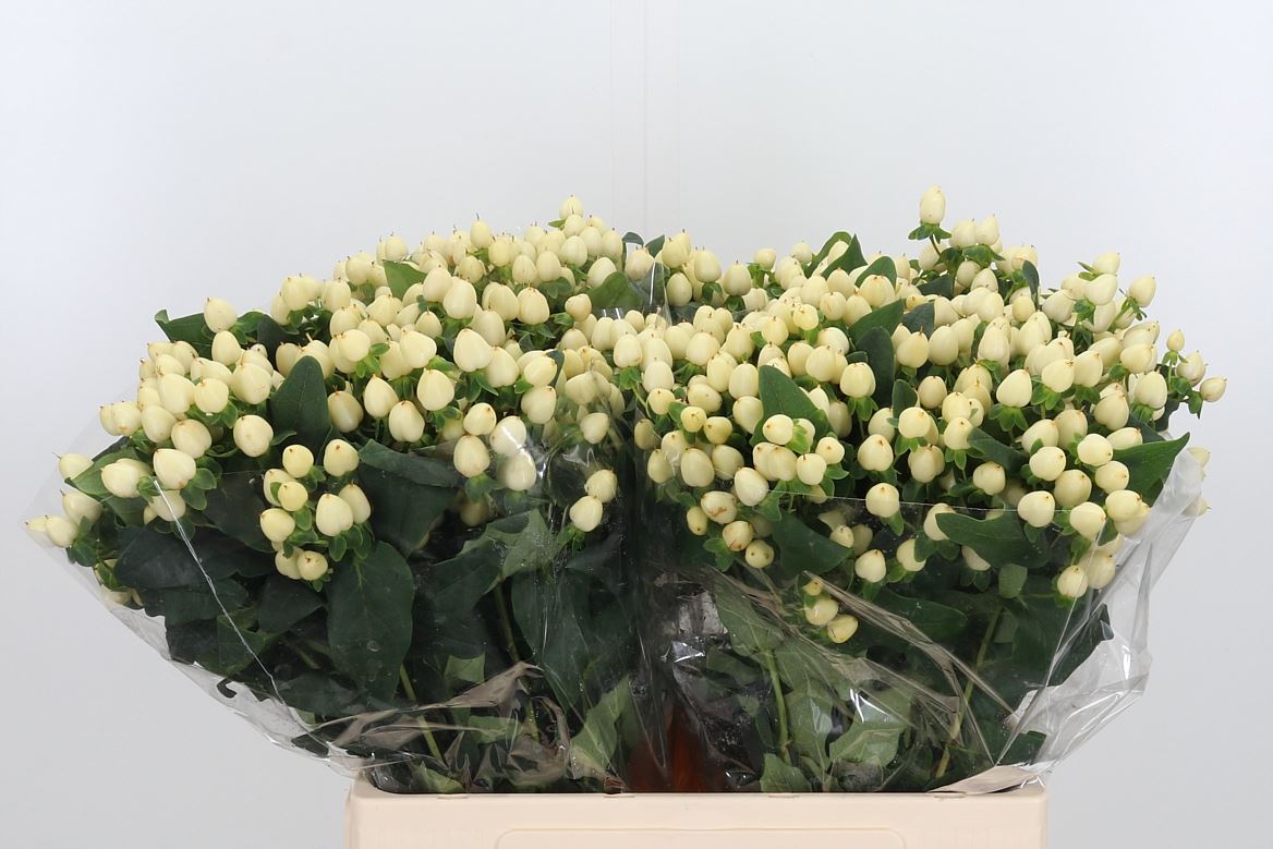 Hypericum Magical White Princess 40cm