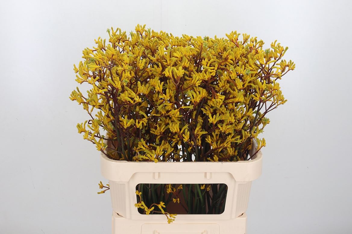Anigozanthos Yellow Gem 80cm