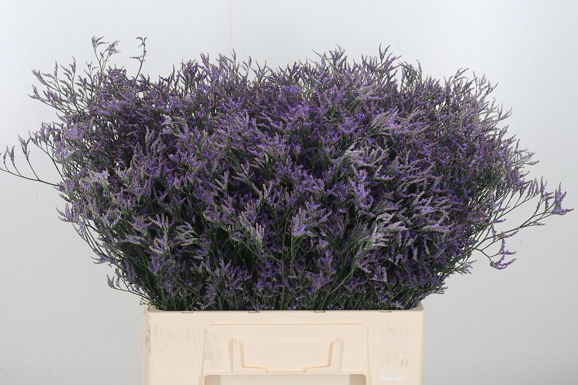 Limonium Safora Dark Blue 50cm 15gr.