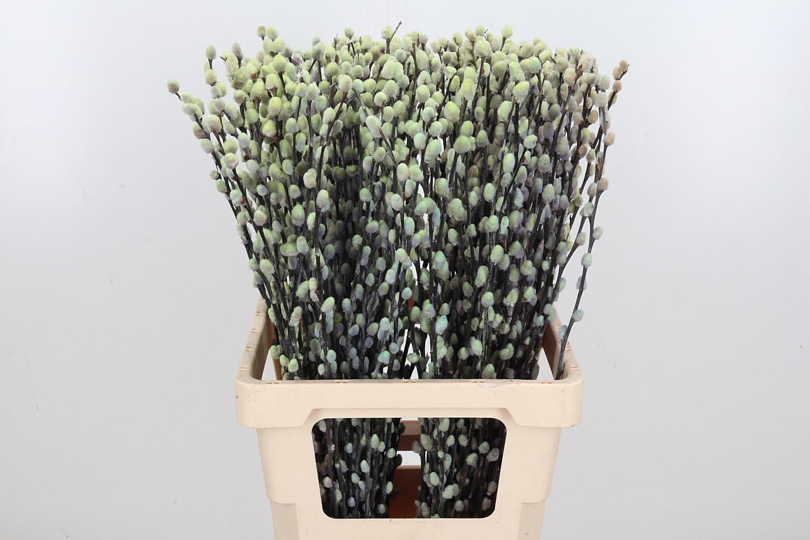 Salix Snow Flake Painted Purple Fresh 70cm