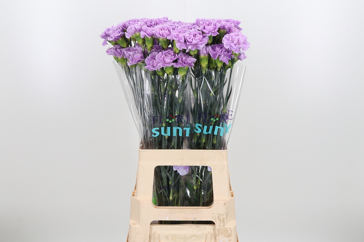 Dianthus Single Florigene Moonaqua 70cm