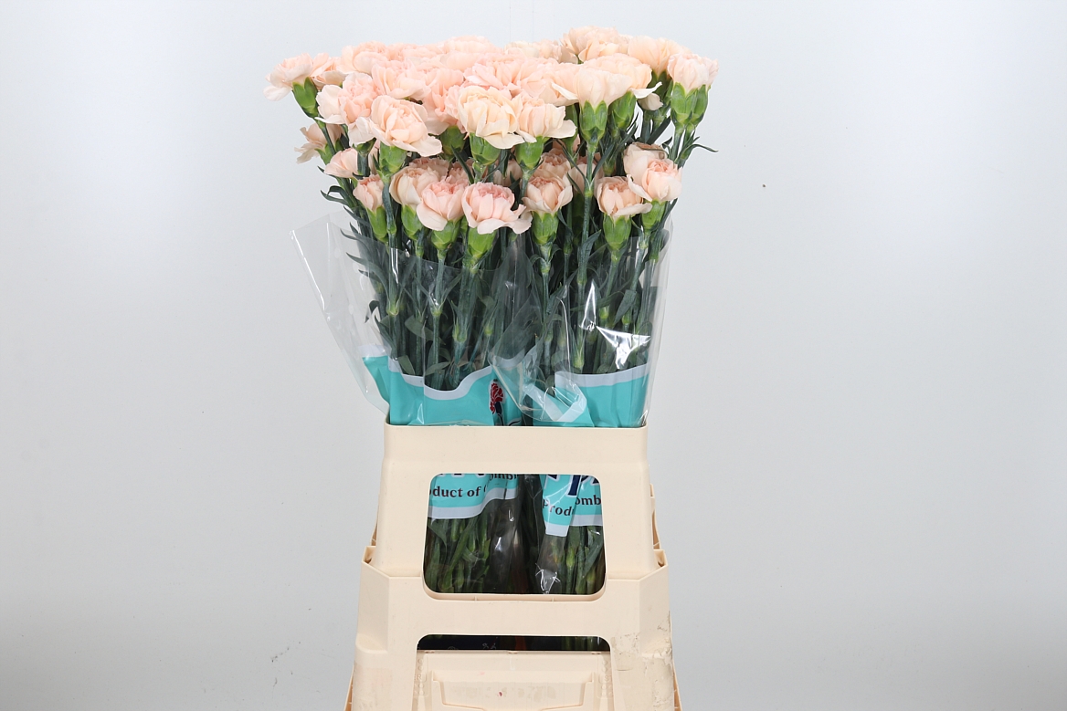 Dianthus Single Lizzy 70cm