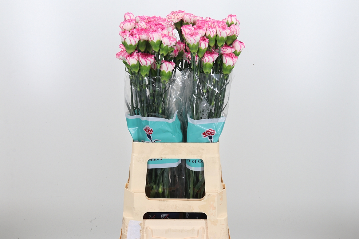 Dianthus Single Komachi 70cm