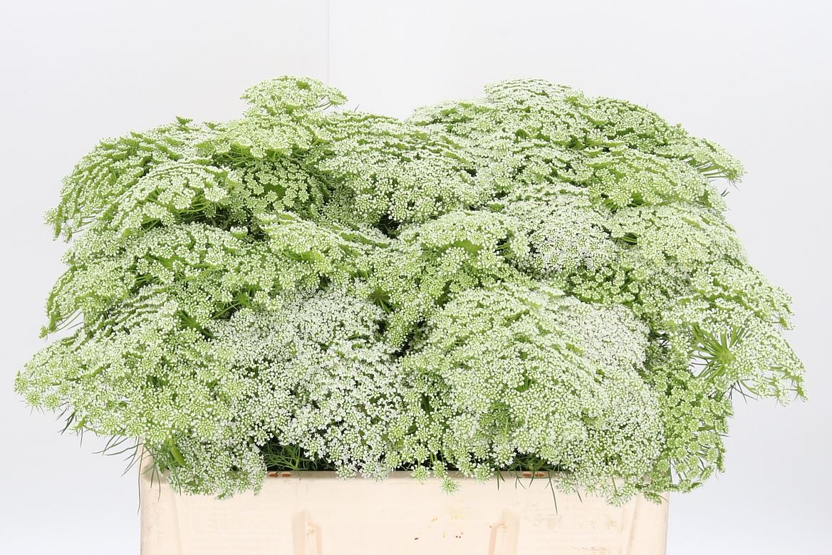 Ammi Visnaga 50cm
