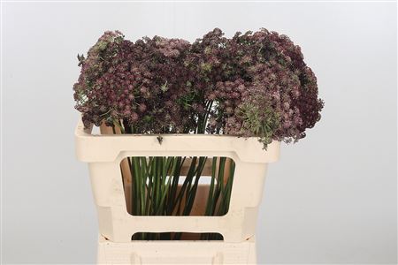 Daucus Carota Dara