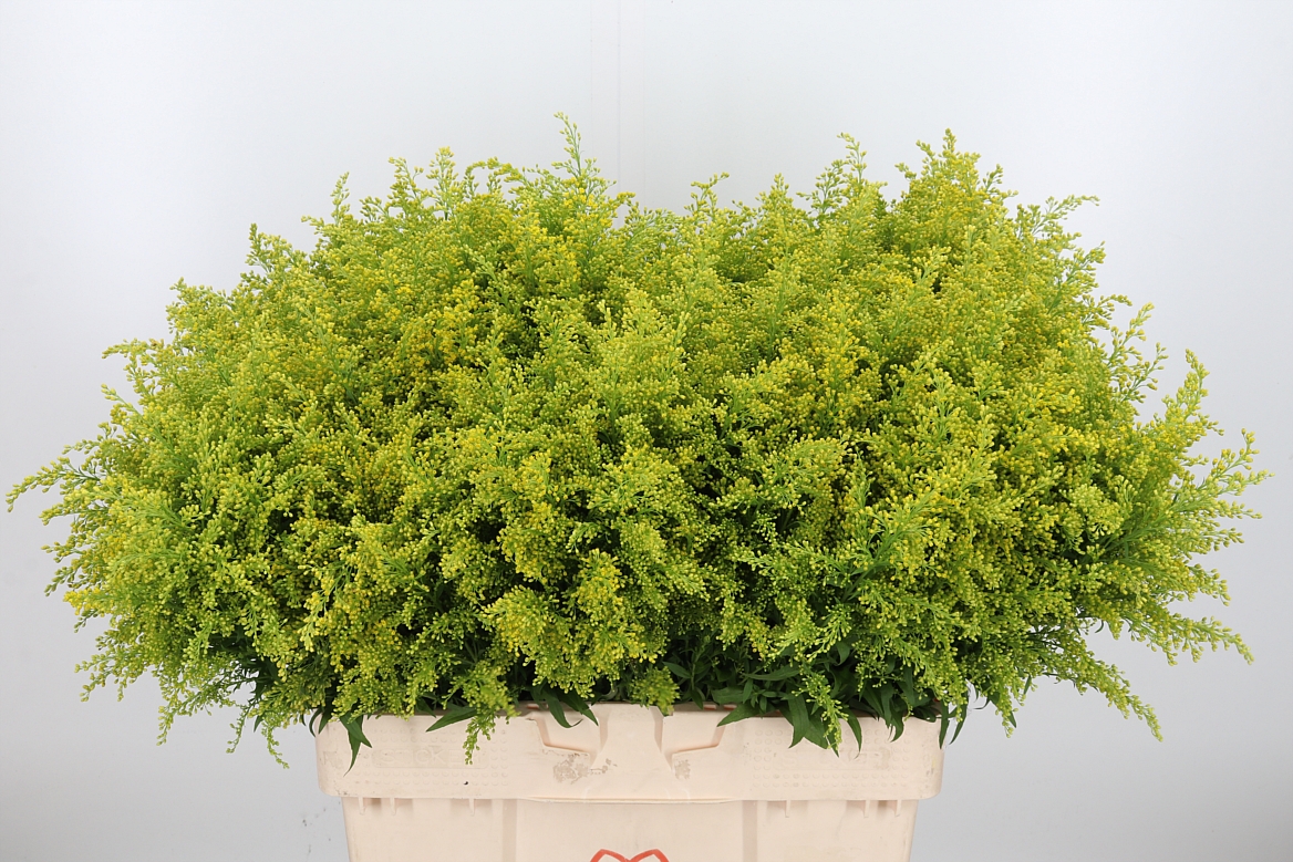Solidago Tara 60cm 15gr.