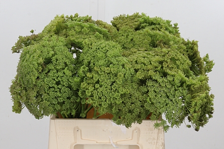 Ammi Vis Green Mist