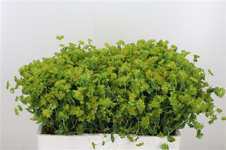 Bupleurum Rotundifol