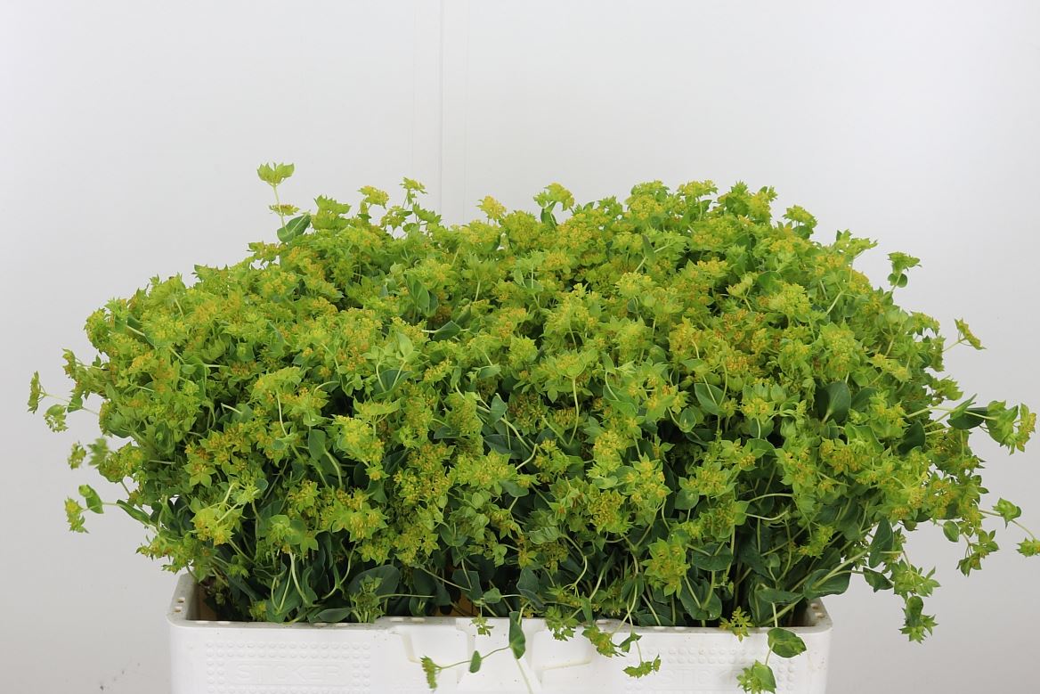 Bupleurum Rotundifolium 40cm
