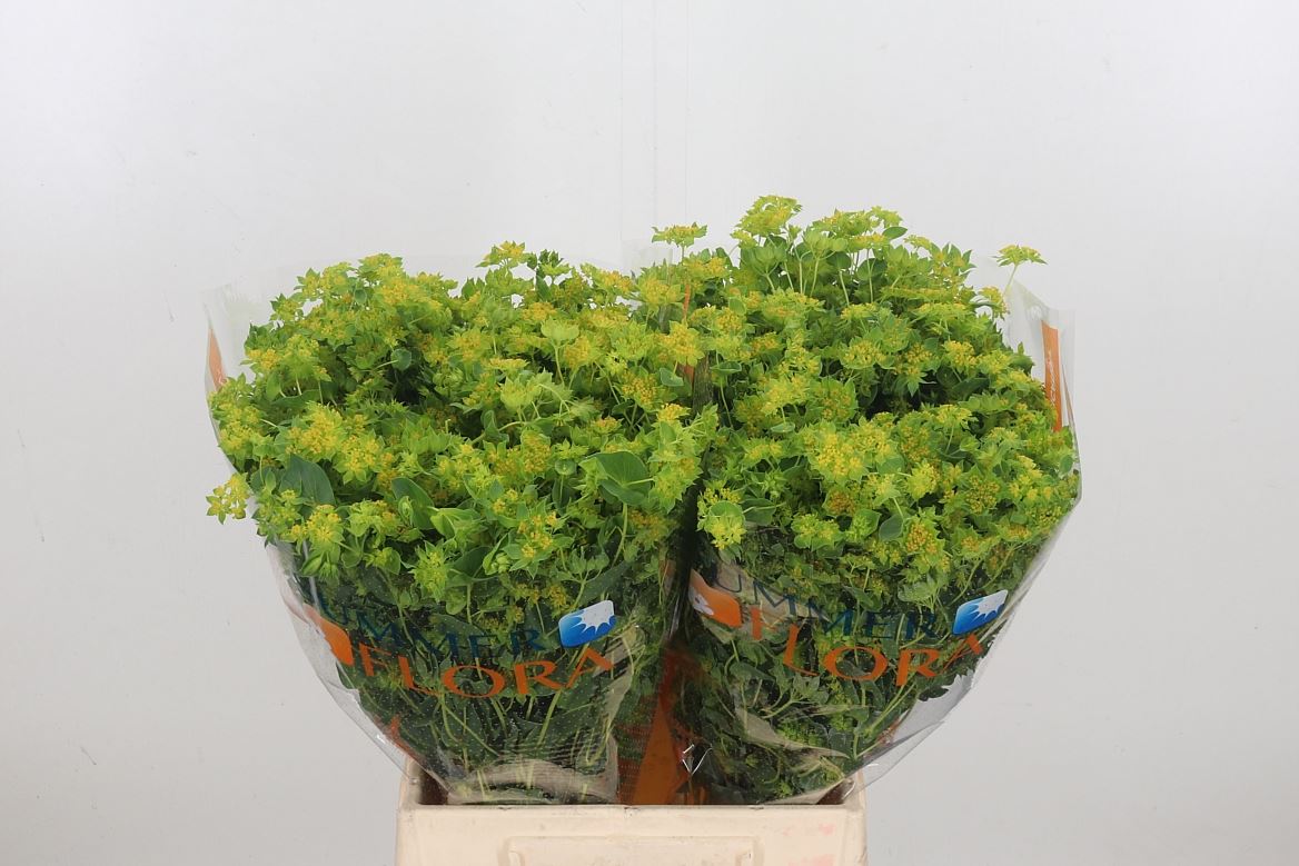 Bupleurum Rotundifolium 50cm