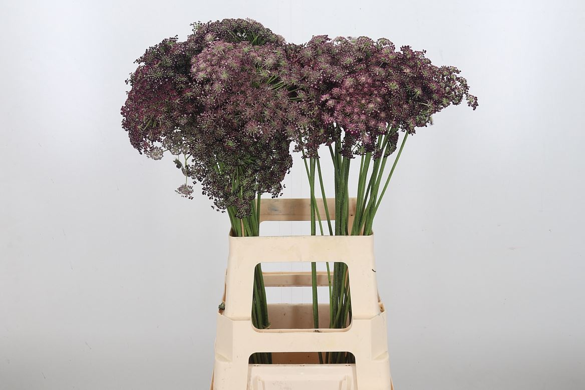 Daucus Carota Dara 70cm