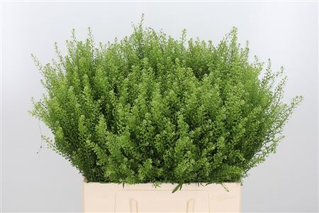 Lepidium Gwelo Green