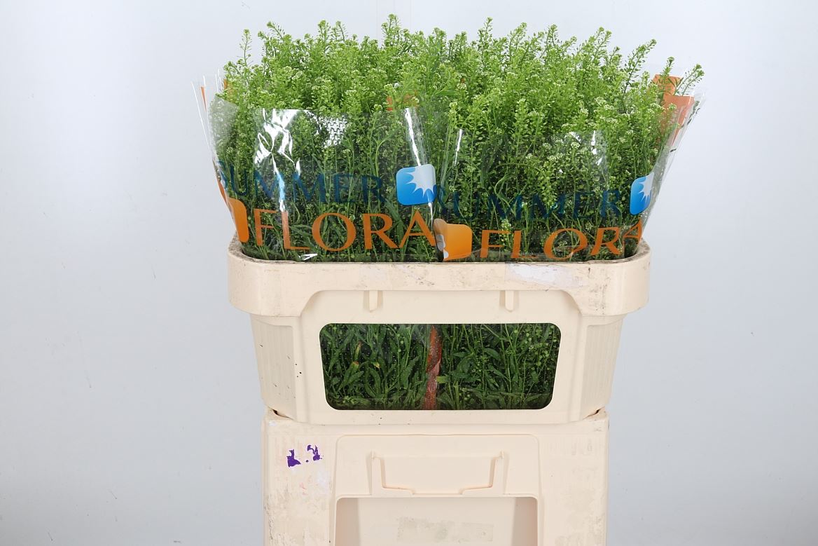 Lepidium Virginicum Gwelo Green 70cm 25gr.
