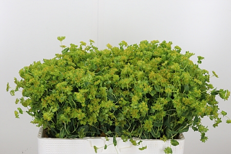 Bupleurum Rotundifol