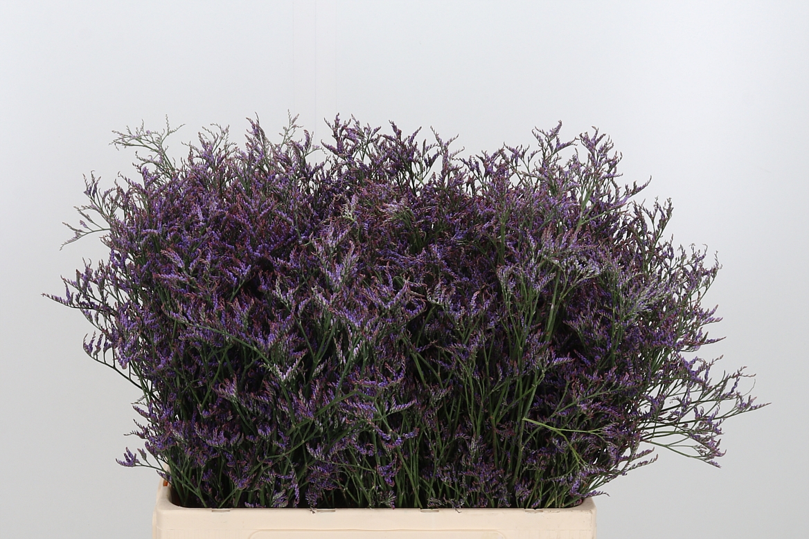 Limonium Safora Dark Blue 60cm 20gr.