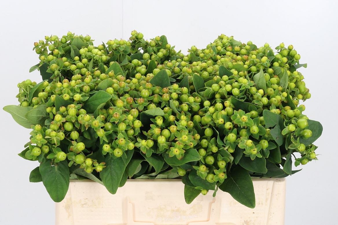 Hypericum Magical Green Power 50cm