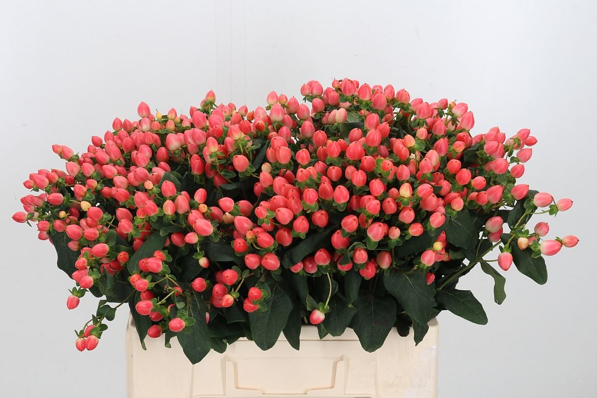 Hypericum Magical Royal Princess 60cm