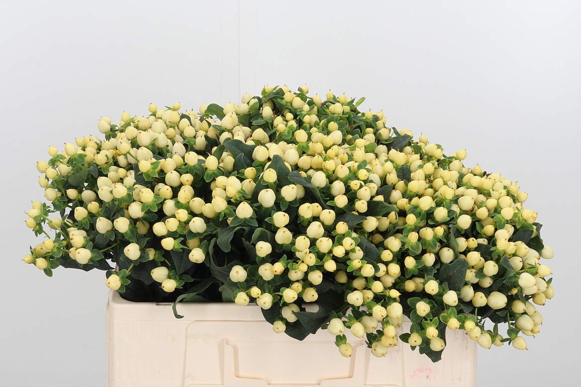 Hypericum Magical Snowprince 50cm