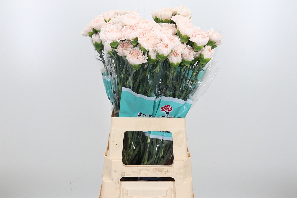Dianthus Single Brut 70cm