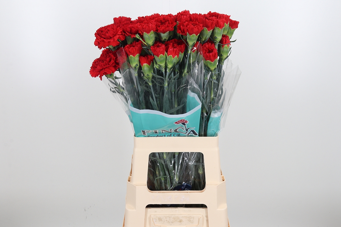 Dianthus Single Virgilio 70cm