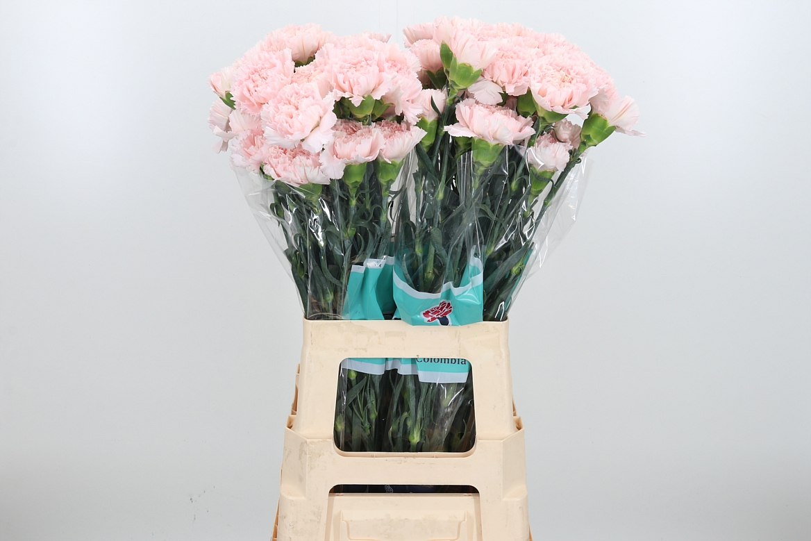Dianthus Single Hanoi 70cm