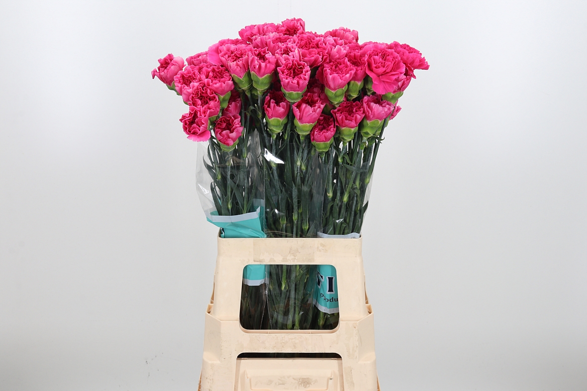 Dianthus Single Mozart 70cm