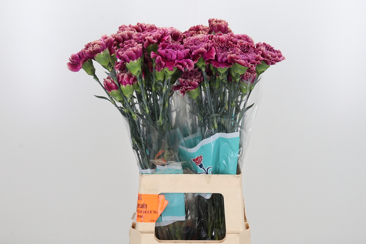 Dianthus Single Merletto Purple 70cm