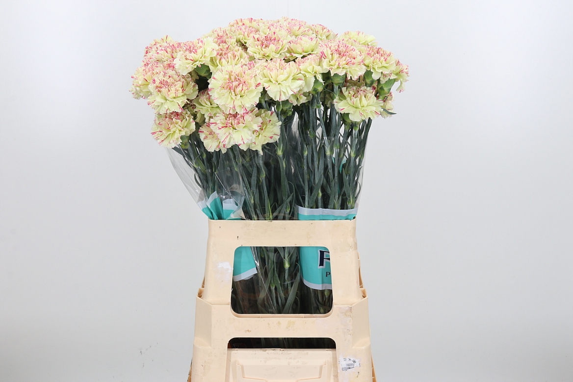Dianthus Single Mochi 70cm