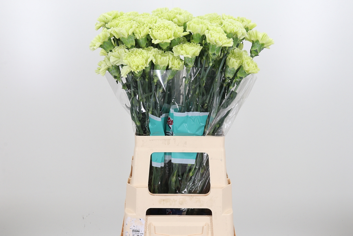 Dianthus Single Jungle 70cm