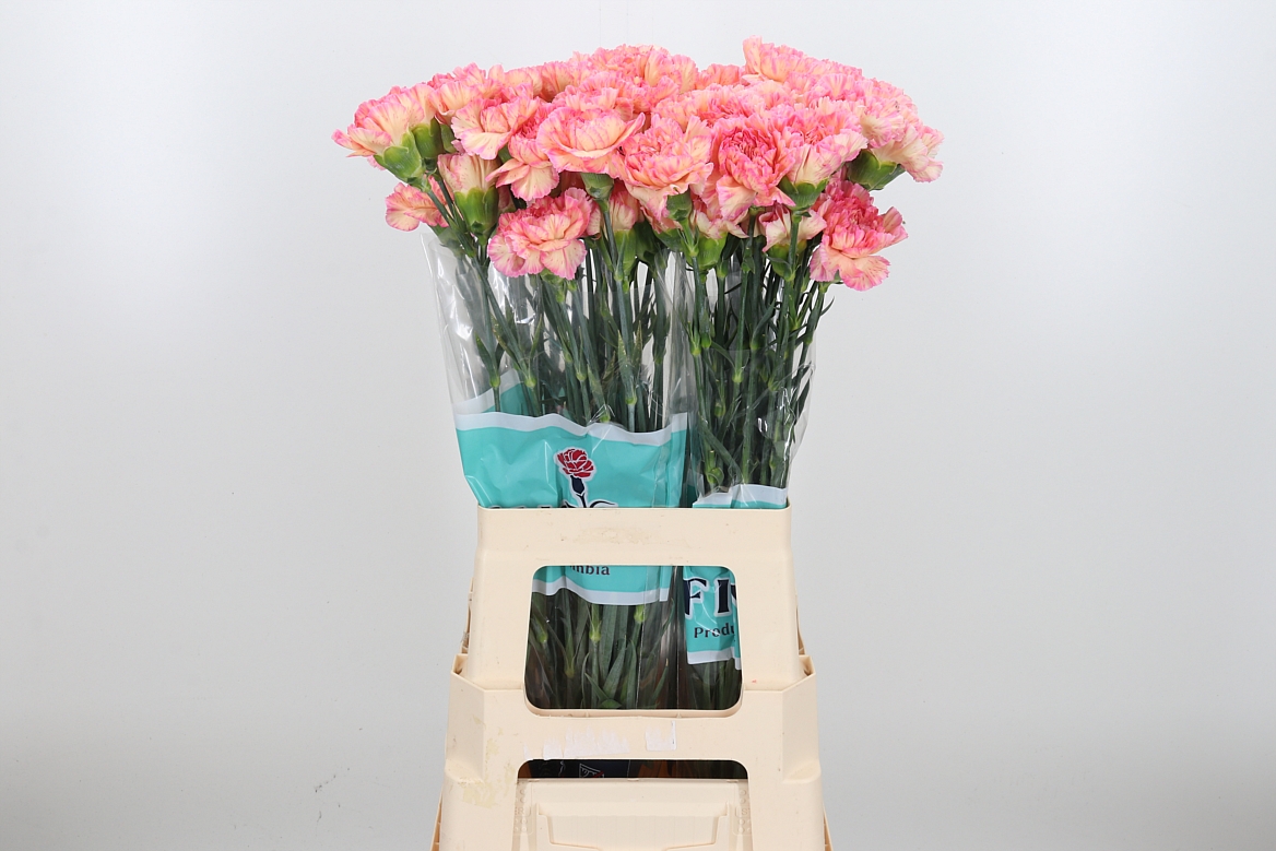 Dianthus Single Gioia 70cm
