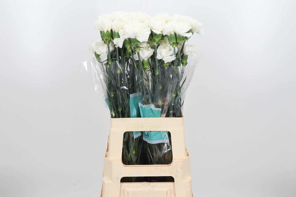 Dianthus Single Florigene Moonlite 70cm