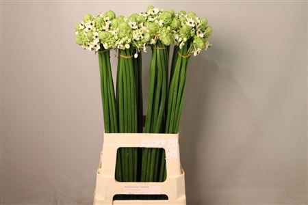 Ornithogalum Saundersiae 65cm