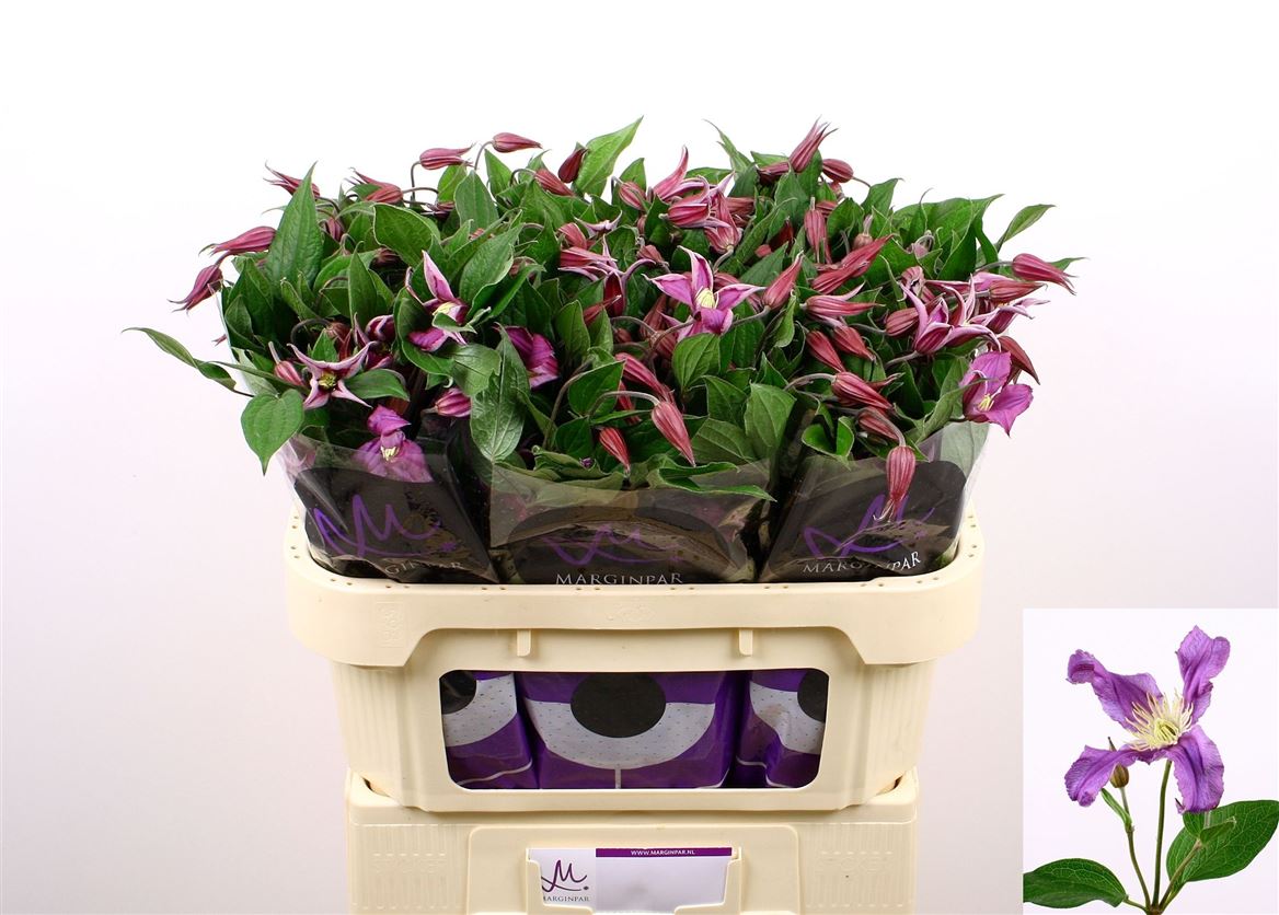 Clematis Amazing Rome 70cm