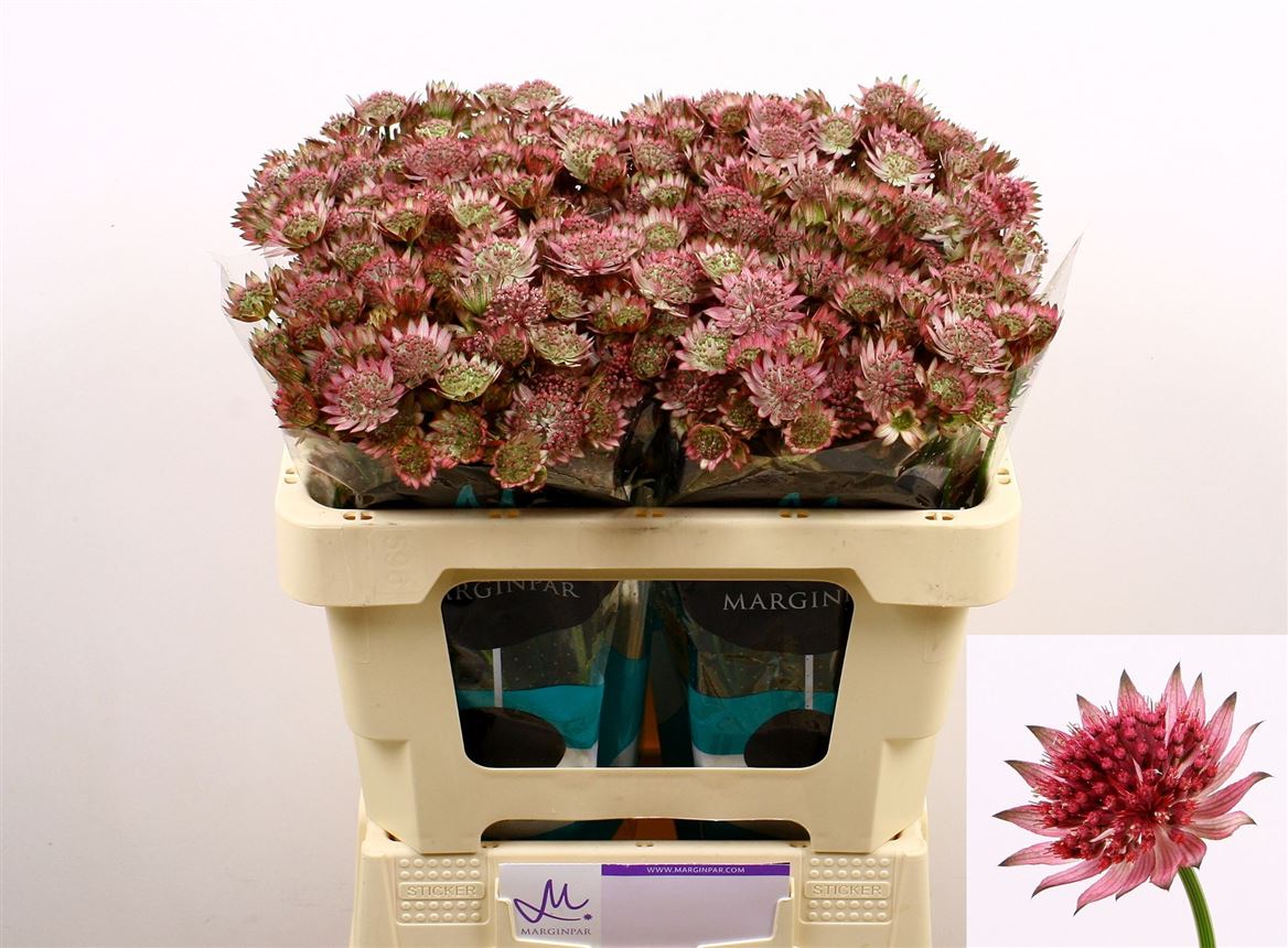 Astrantia Roma 50cm