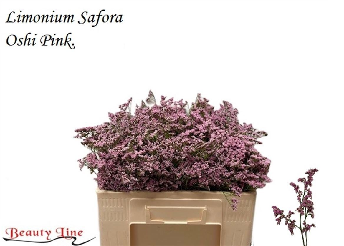 Limonium Safora Oshi Pink 50cm 30gr.